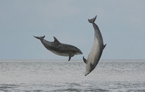 Moray FirthRoss and Cromarty
Scotland